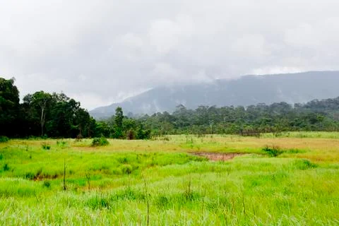 Sparse forest Stock Photos