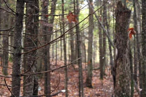 Sparse Forest Foto stock