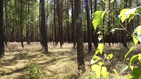 Sparse forest slider shot, green leaf in the foreground Stock Footage 92051065