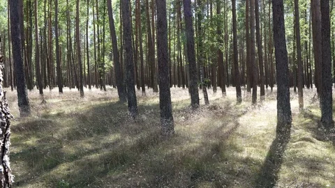Sparse forest slider shot, a pine tree in the foreground Stock Footage 92051132