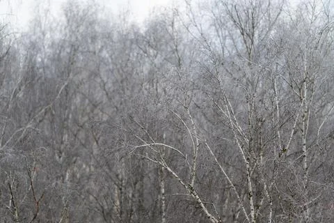 Sparse frosted branches create minimal composition against overcast sky, quie Stock Photos