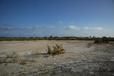 Sparse green halophyte shrubs grow on dry saline soil in Santa Pola salt fl.. Foto stock