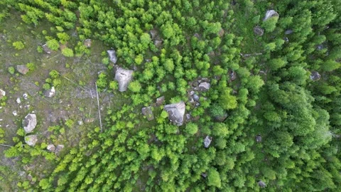 Sparse Green Lush Forest With Rocks And Stones Scattered From Above In Summer Stock Footage 232933054