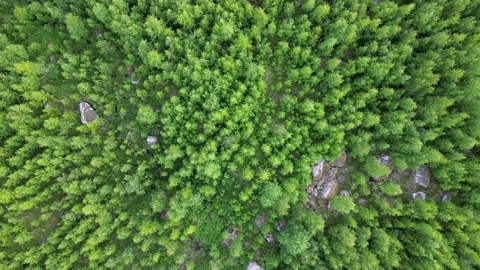 Sparse Green Lush Forest With Rocks And Stones Scattered From Above In Summer Stock Footage 232933113