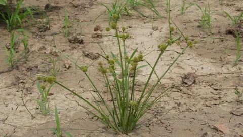 Sparse Green Plants Stock-Footage 336687620