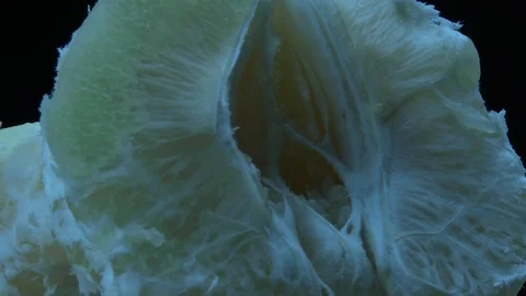 Sparse honey pomelo 스톡 동영상 85628536