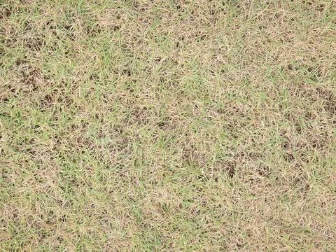 Sparse lawn texture uneven terrain detail. Stock Photos