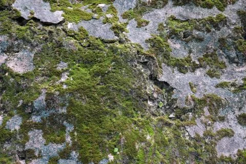 Sparse moss textured background on the rock. Beautiful in nature Fotos Stock