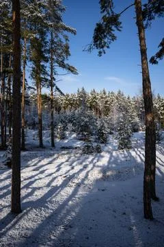 Sparse pine forest on a clear winter day, view from the slope into the distan Stock Photos