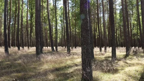 Sparse  pine forest slider shot Stock Footage 92051167