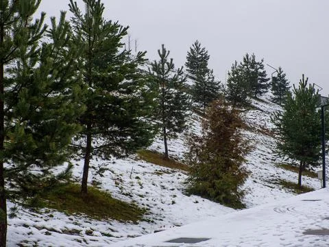 Sparse pine trees scatter across a snowy hillside in Bukovel, Ukraine Stock Photos