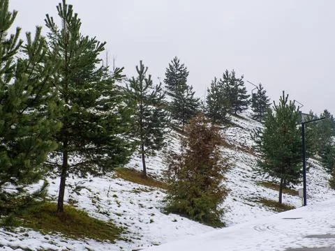 Sparse pine trees scatter across a snowy hillside in Bukovel, Ukraine Фото