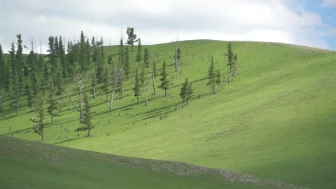 Sparse pine trees on smooth green hill, fresh grass slope forming rural Stock Footage 339471235