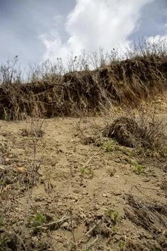 Sparse Plants on Sloping Earth Stock Photos