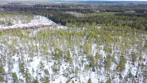 Sparse Primeval Pine Forest On The Snowy Mountans Stock Footage 173657572