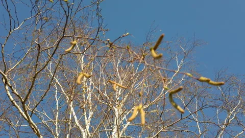 Sparse Tree Against Blue Sky Stock Footage 275551206
