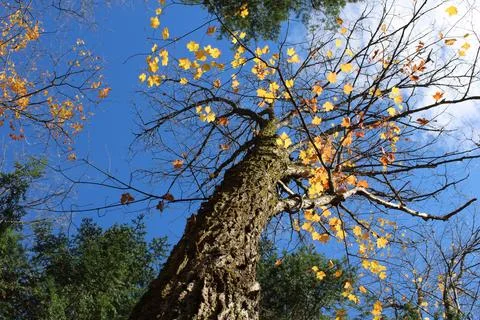 Sparse tree blue sky Foto stock