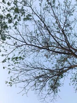 Sparse Tree Canopy and Fine Branches Against Clear Blue Sky Stock Photos