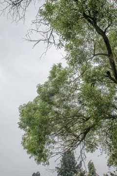 Sparse Tree Canopy With Delicate Branch Pattern. Stock Photos