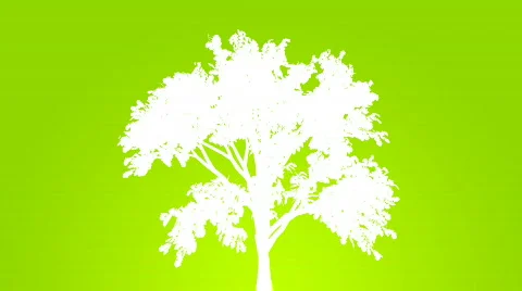 Sparse Tree HD1080 Stock Footage 825793