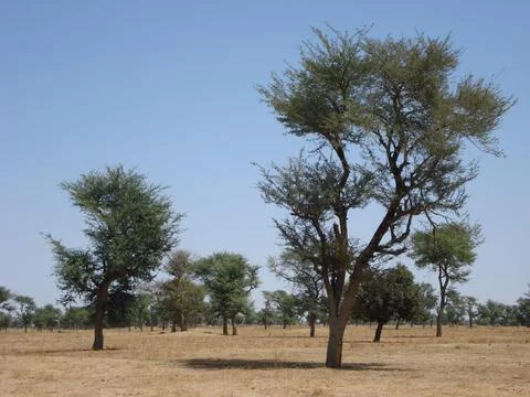 Sparse trees in arid grasslands Stock Photos