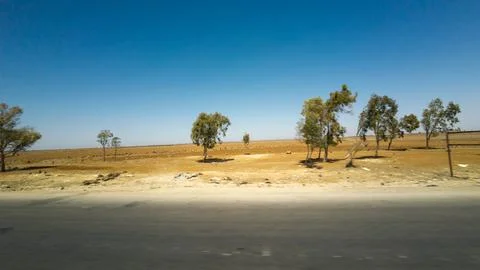 Sparse Trees in Arid Landscape Stock Photos
