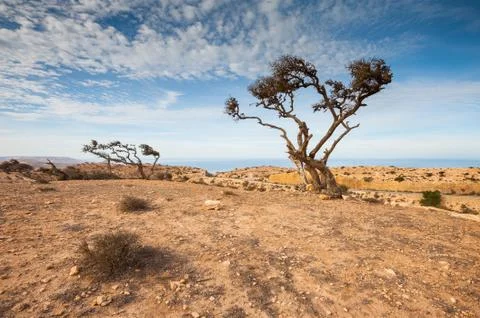 Sparse trees in desert in Morocco with Atlantic Ocean in background Фото