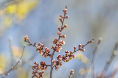 Sparse twig and bud pattern silhouetted against soft blue, minimalist composi Stock Photos