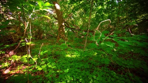 Sparse Vegetation on Forest Floor from Wildlife Perspective Video stock 140517437