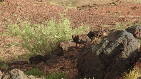 The sparse vegetation of the Gobi desert, Mongolia. Stock Footage 110798431