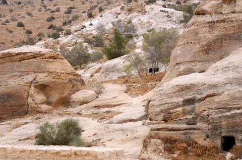 Sparse vegetation in the mountains of petra Stock Photos