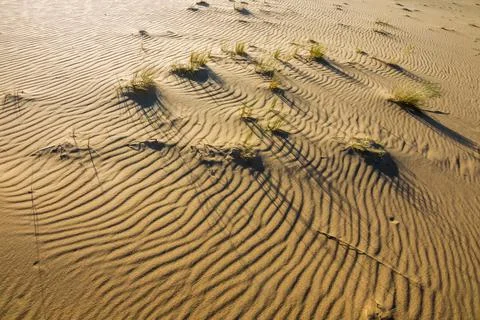 Sparse vegetation on the sand Stock Photos