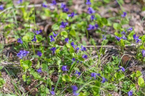 Sparse violet patch among grass and dried leaves, low perspective showing s.. Stockfoto's