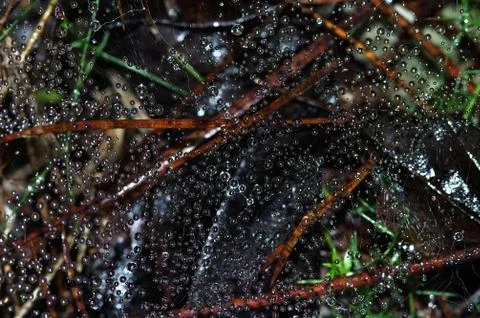 Sparse water droplets on spider web Stock Photos