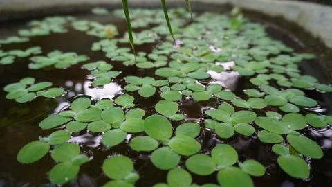 Sparse water lettuce floating in dark container water Stock Photos