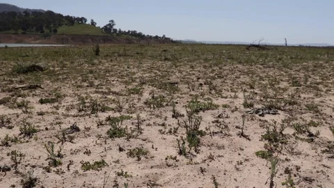 Sparse weeds growing through parched dirt in a dried up lake bed in summer. Stock Footage 118750318