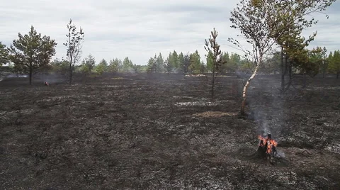 Sparse wood just after forest fire. Stock Footage 61564733