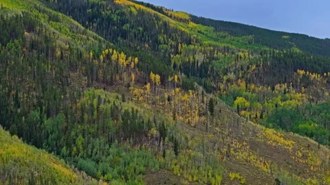 Sparse yellow aspens and dense conifers on Vail, Colorado hillside, aerial Stock Footage 347944744