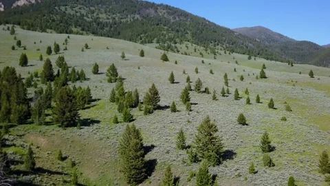 Sparsely forested mountainside Stock Footage 86479151