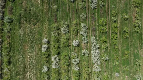 Sparsely spaced blooming apple peach trees blossoming. Stock Footage 106789724