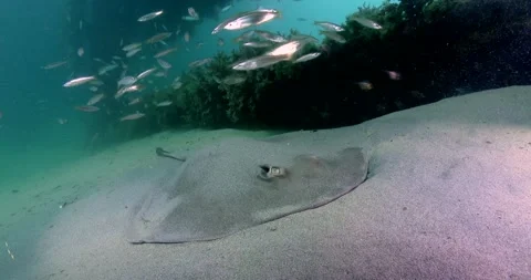 Sparsely-spotted With Fishs (Stingaree Urolophus paucimaculatus Dixon) Clip2018 Stock Footage 210745487