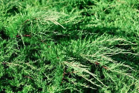 Spartan Juniper branches Stock Photos