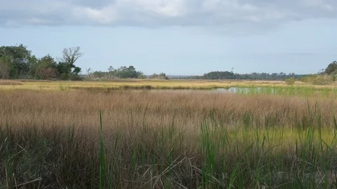 Spartina Marsh Grasses Stock Footage 108758515