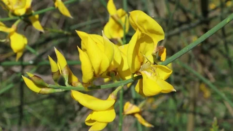 Spartium junceum 01 Stock Footage 273123128