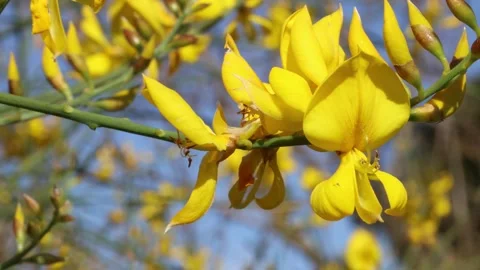 Spartium junceum 02 Video stock 273123127