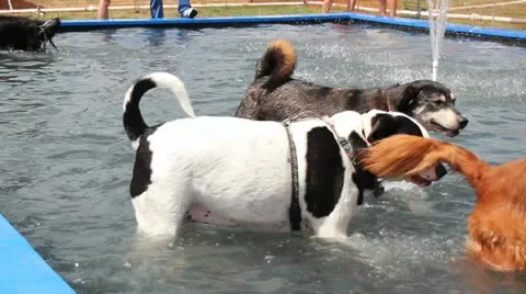 Spashing dogs 動画素材 11731513