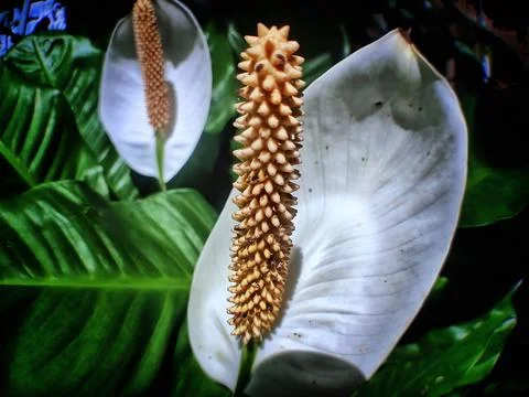 Spathiphyllum cochlearispathum Stock Photos