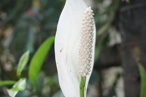 Spathiphyllum cochlearispathum Stock Photos