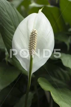 Spathiphyllum (peace lily) Stock Photos