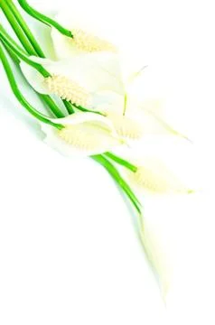 Spathiphyllum Stock Photos
